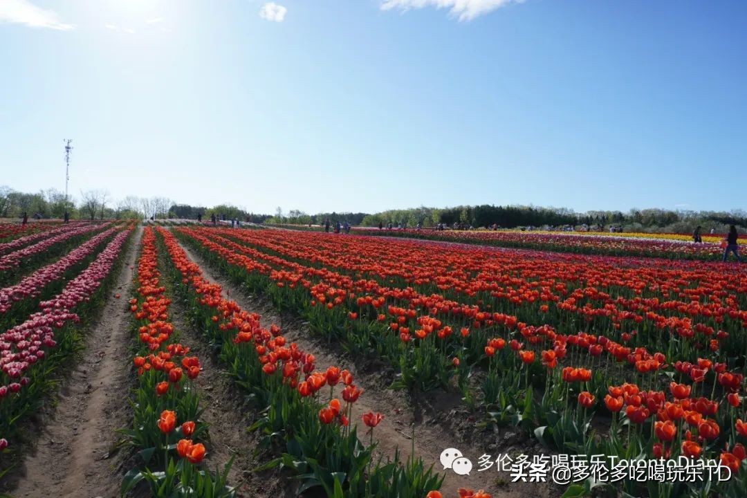 邂逅五彩斑斓的油菜花田,郁金香花田旅游攻略