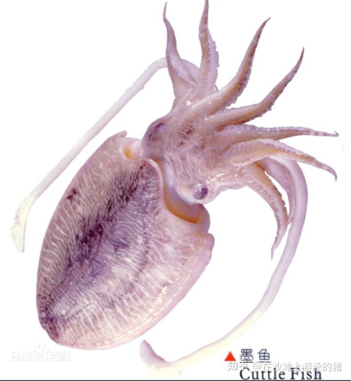 大话舟山海鲜系列(三)—大话墨鱼(喷墨家族成员之一)
