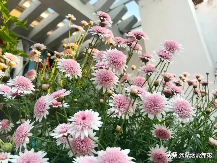 一丛黄菊花图片欣赏,五颜六色姹紫嫣红的鲜花