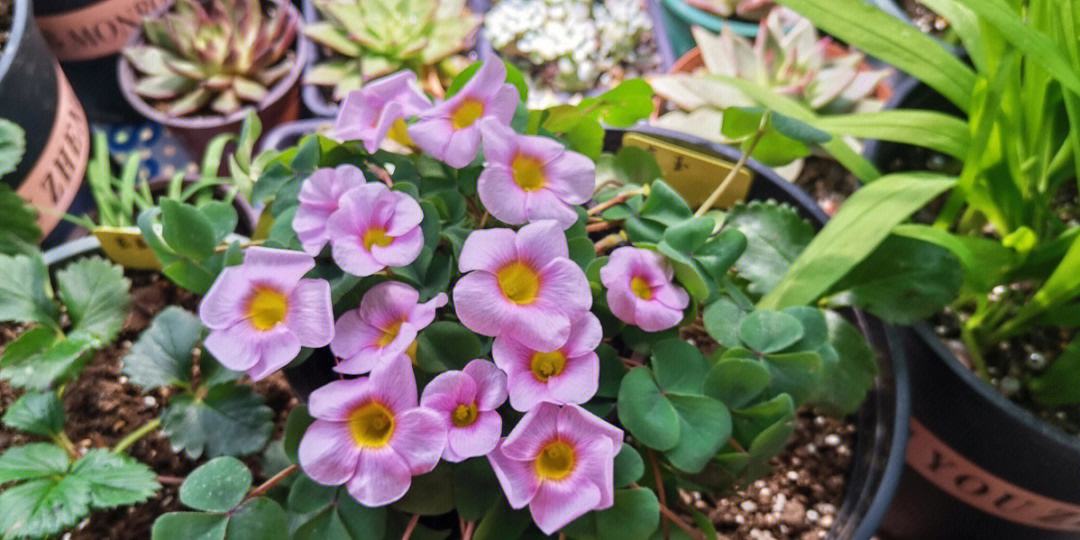 立夏已过进夏季,立夏已至百花齐放