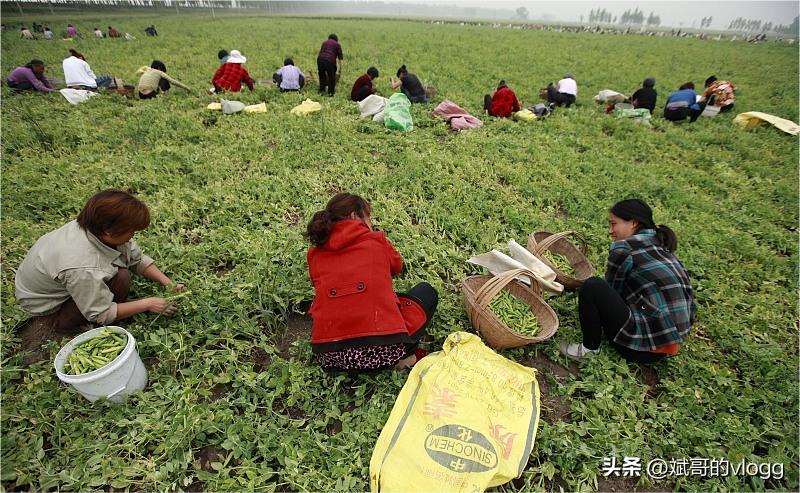 2乡村劳动者的生计：打工艰难，创业是出路