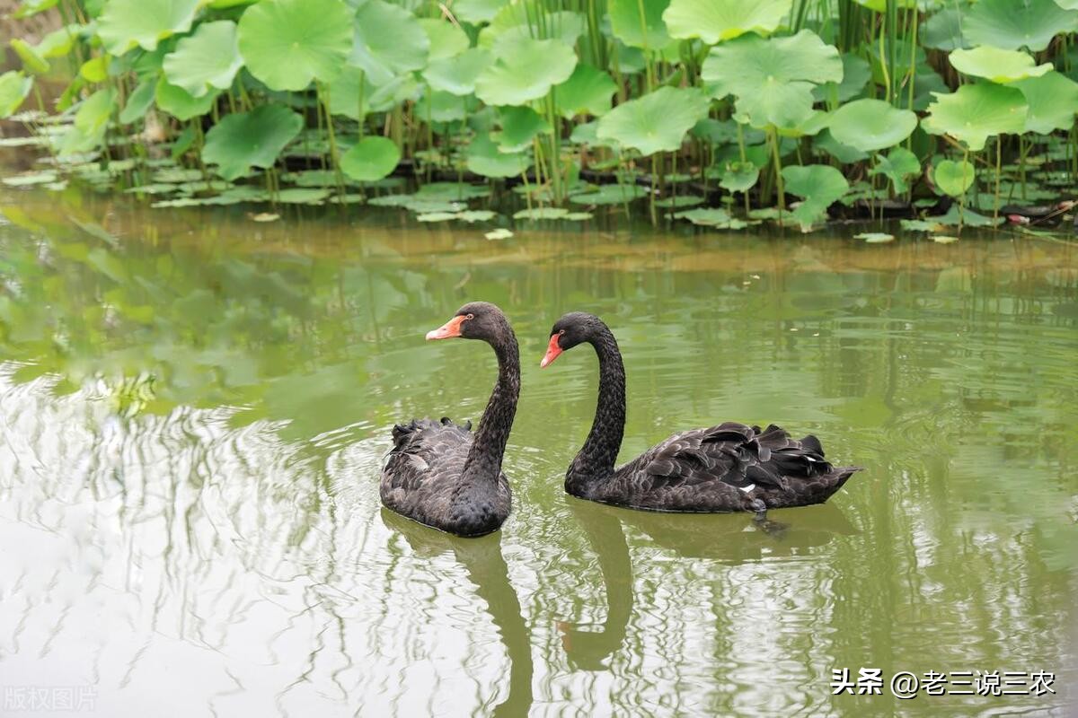 黑天鹅盆栽养法,养几只黑天鹅