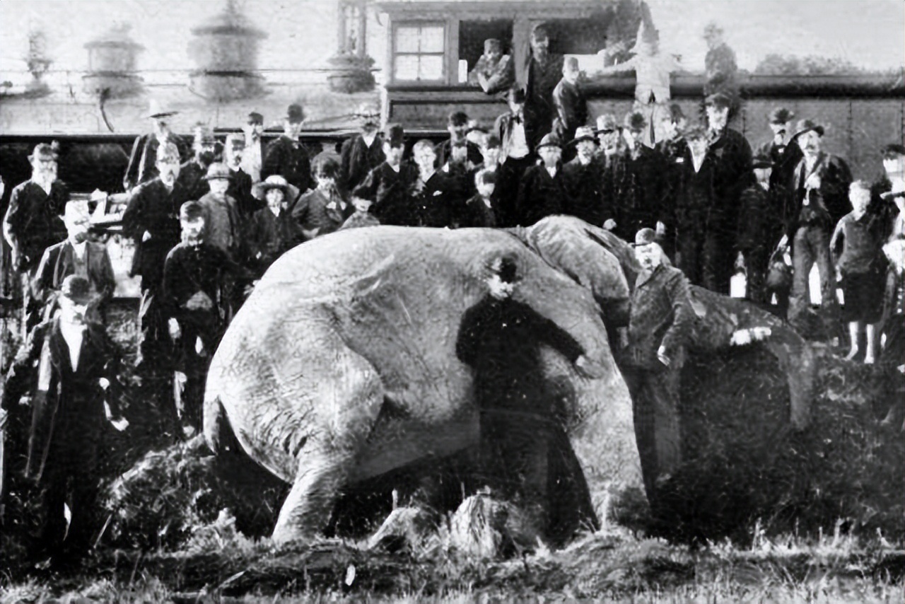 世界唯一被执行死刑的大象,被判死刑的大象