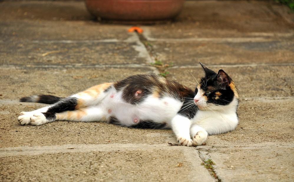 猫咪的4个特点养猫的朋友们须知 (猫咪小知识养猫更放心)