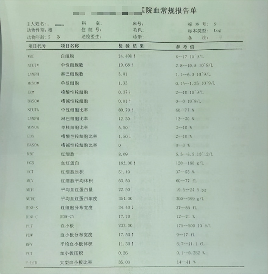狗狗前列腺肿大保守治疗如何用药,狗狗前列腺肿大怎么治
