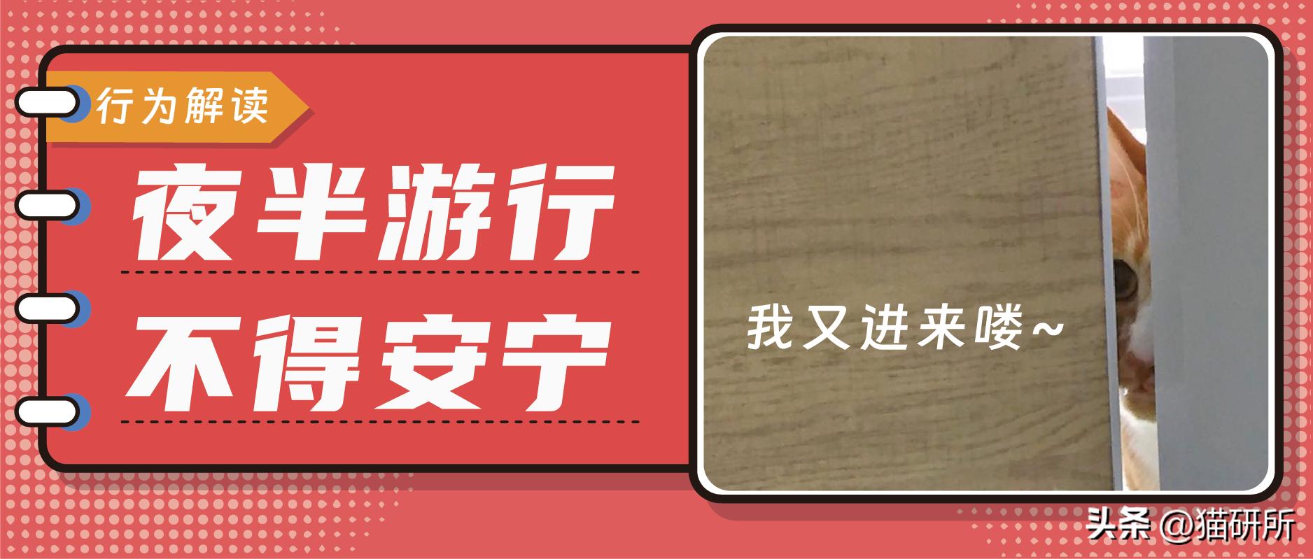 猫咪夜晚总是进进出出卧室，该怎么办？