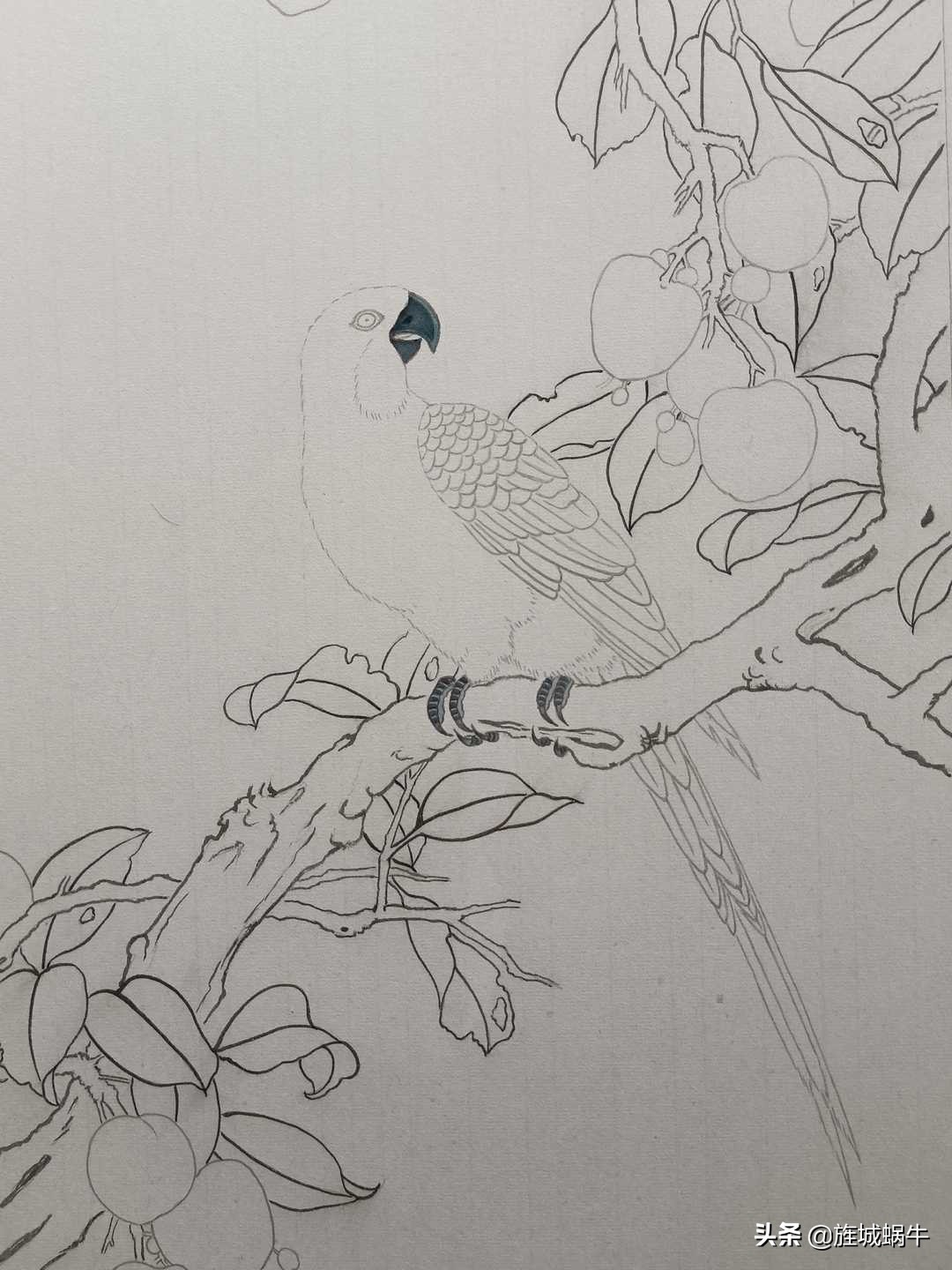 画者笔记|荔枝鹦鹉图绘制记录
