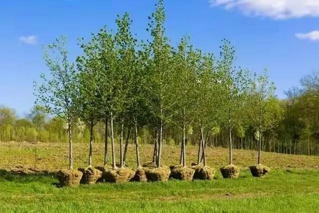 农村整治五类人将面临清查,乡镇能出台经营禁止令吗