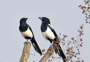 面包夹知识,面包夹心冷知识