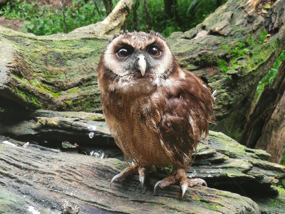 西双版纳翡翠比大理便宜吗,西双版纳被称为绿宝石