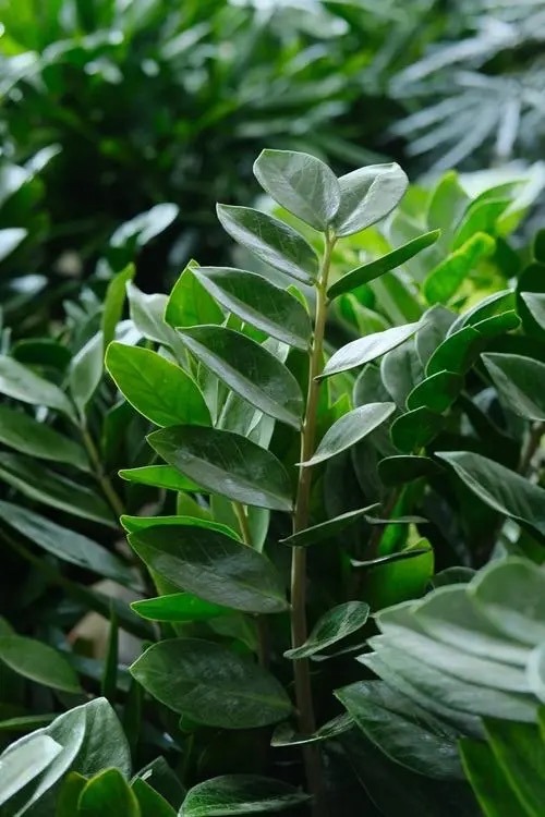 金钱树浇什么水能使叶子油绿旺盛,金钱树新枝长得油绿老枝叶片发黄