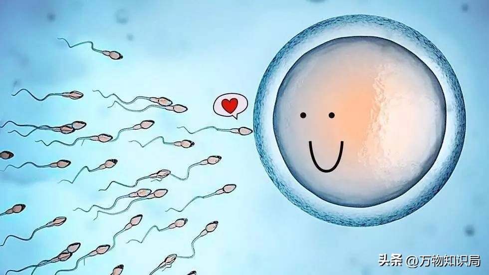 进入女性体内后，没“受精”成功的精子都去哪儿了？既好笑又心疼