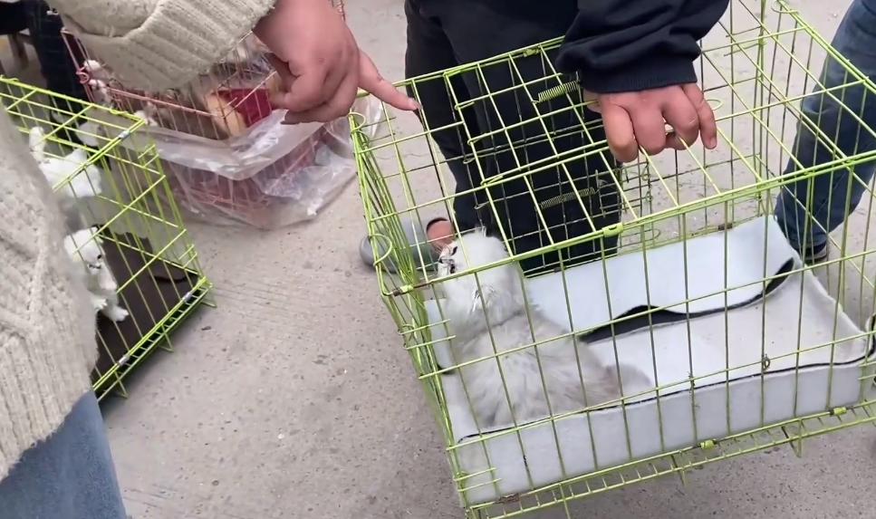 新手买猫去宠物店被老板骗,宠物店买猫被骗了