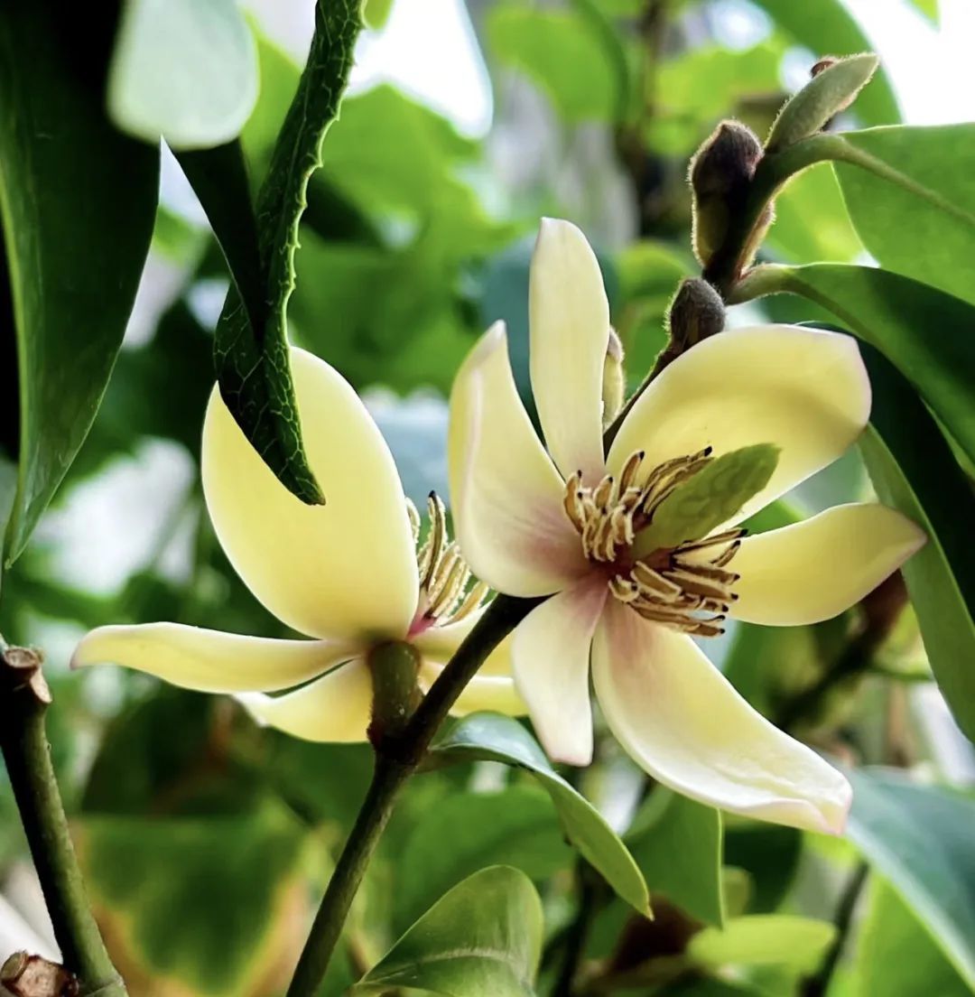什么花好养又净化空气还漂亮,什么花好看好养抗冻还净化空气