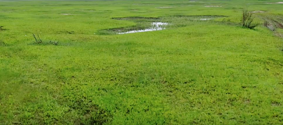 荒漠逐绿！两代人的坚守沙海变绿洲