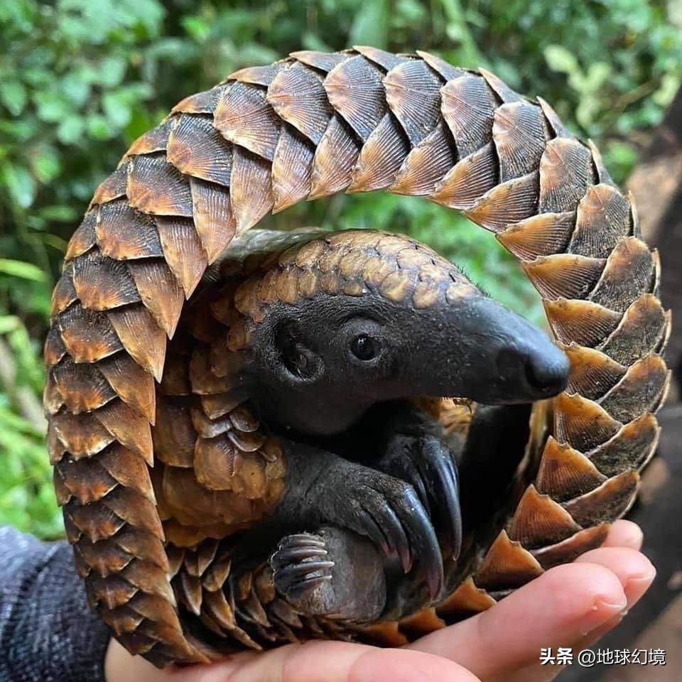 世界上最奇怪最大最恐怖的蛇图片,世界上十大恐怖诡异蛇