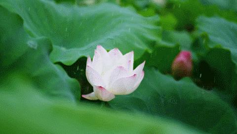 自在桂平,自在宜州