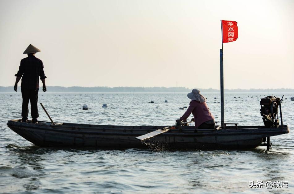 骆马湖菹草爆发原因,骆马湖采砂纪录片