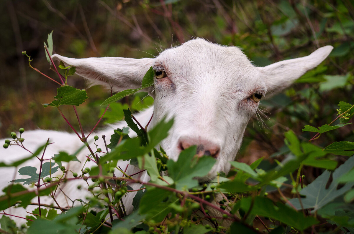 羊可以吃桉树叶吗,梧桐树叶能喂羊吗