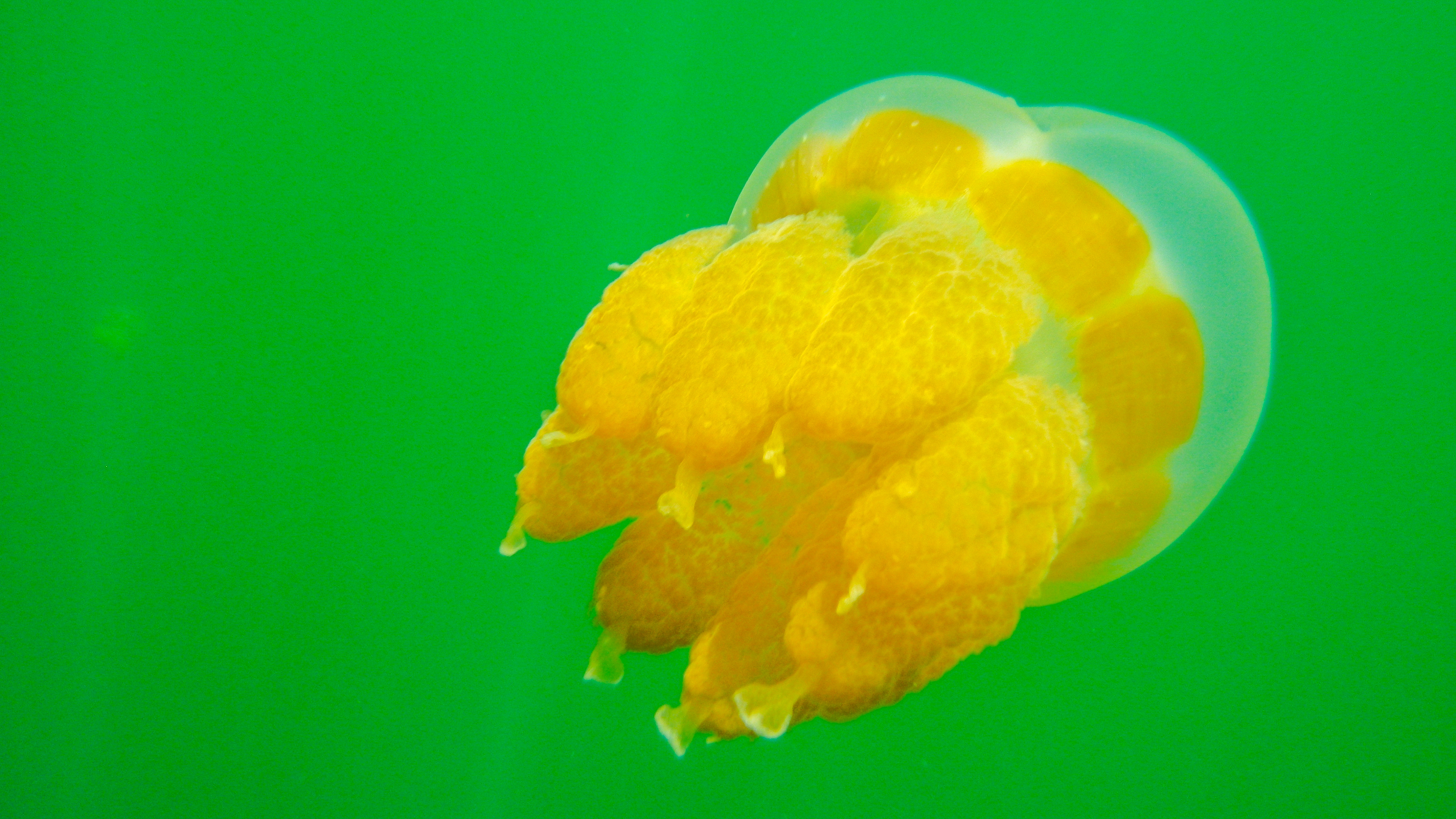 帕劳群岛旅行攻略,帕劳旅游小贴士