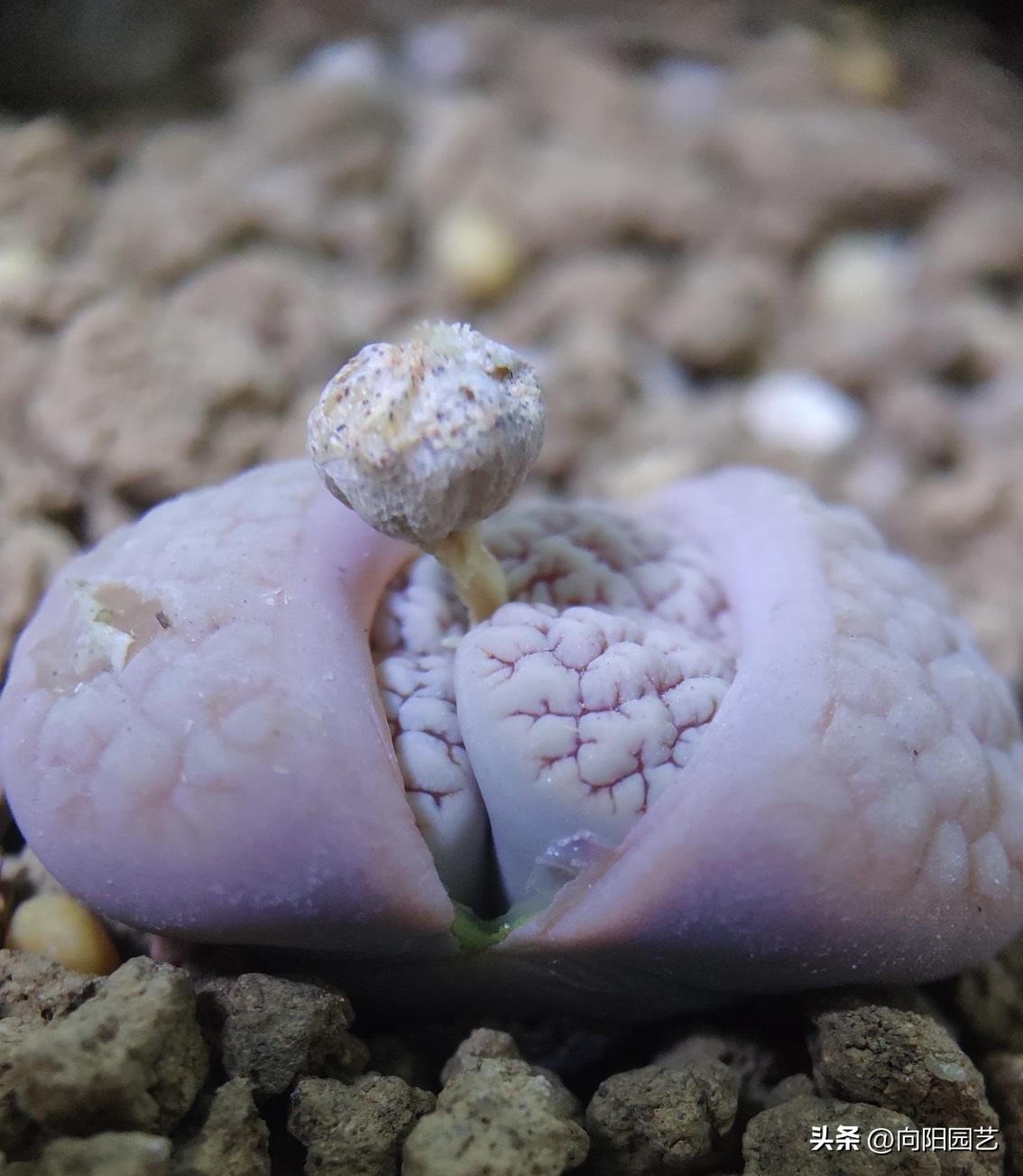 多肉怎么用叶片繁殖,多肉几月份适合砍头或叶插