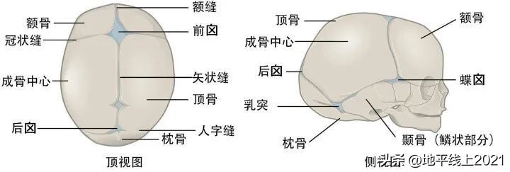 额头上凸起的像犄角一样怎么改善,婴儿额头突出有犄角