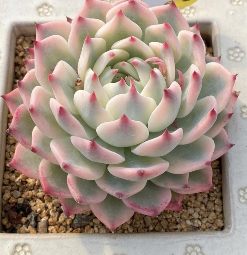 惊鸿仙子是吉娃娃的优选吗,三花吉娃娃有几种颜色