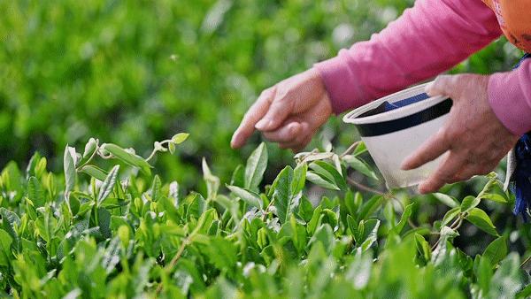 万亩野生古茶园,武汉野生森林