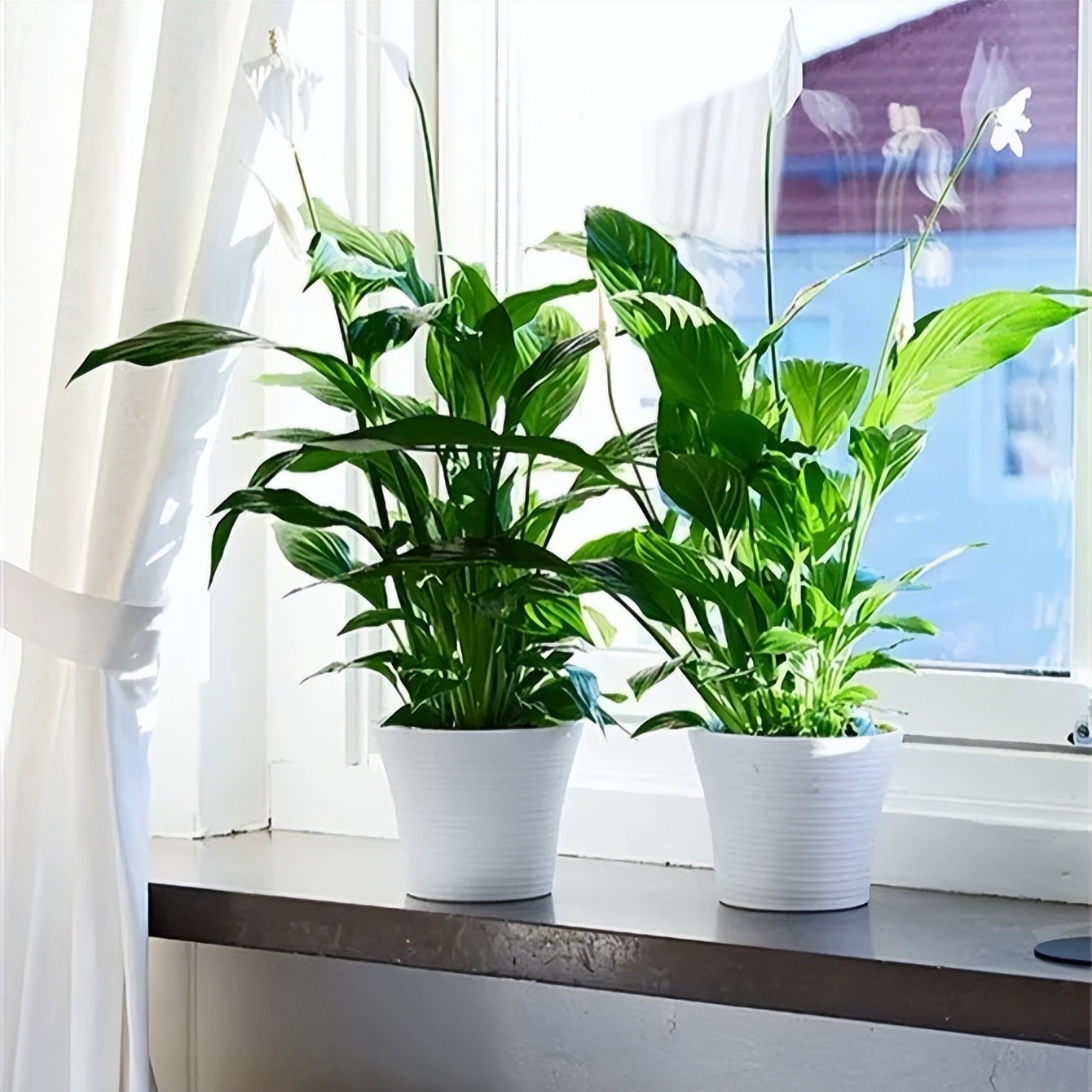 现代装修适合摆放哪些花,装修好屋里摆放什么花