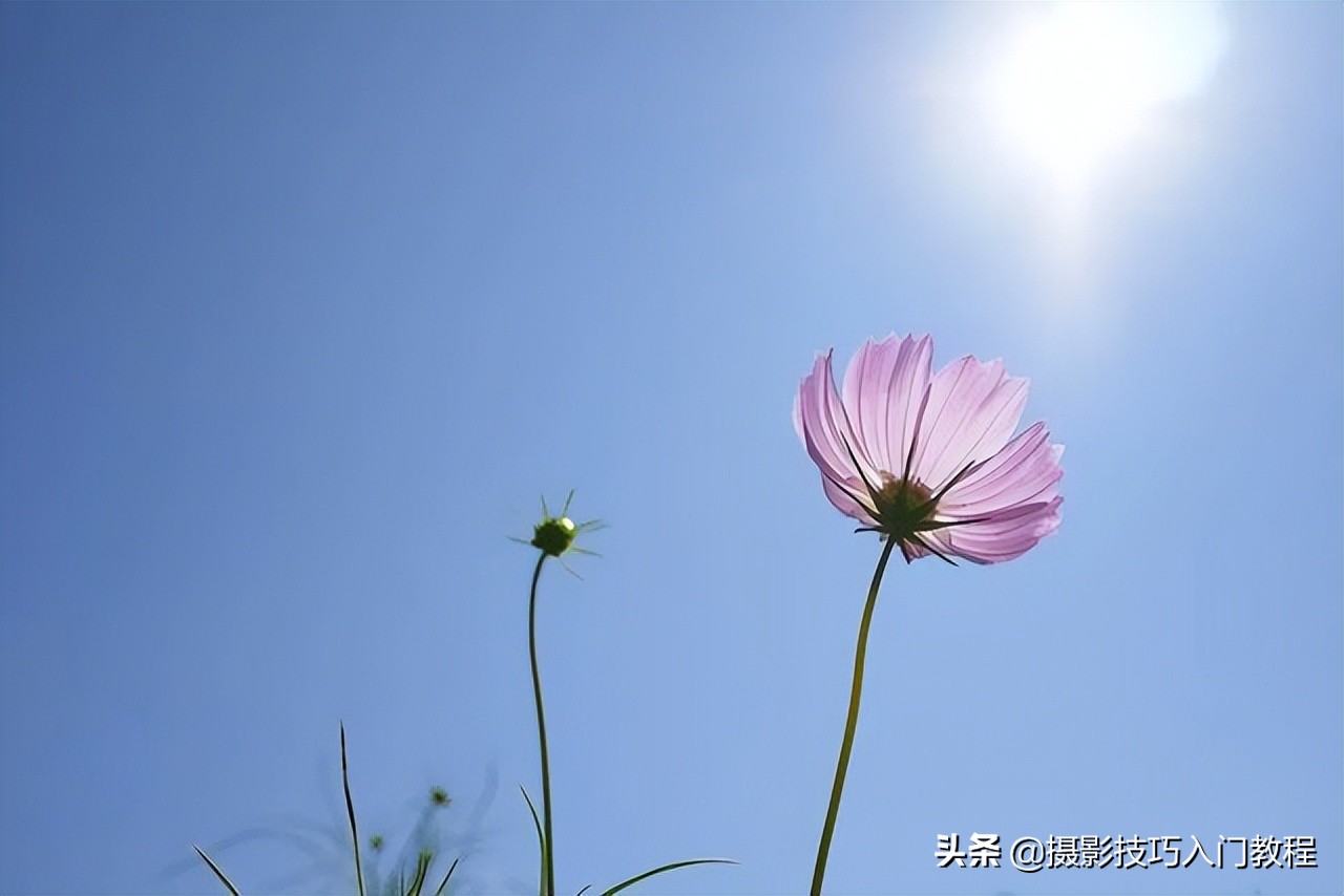 摄影花怎么拍,摄影技巧拍花常用的5种构图方法