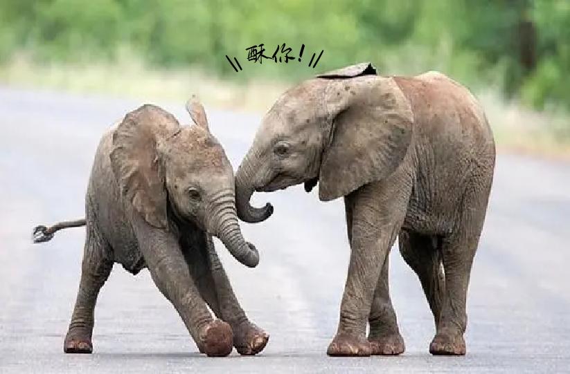 河南方言中最难的十个字,河南方言的高雅之处