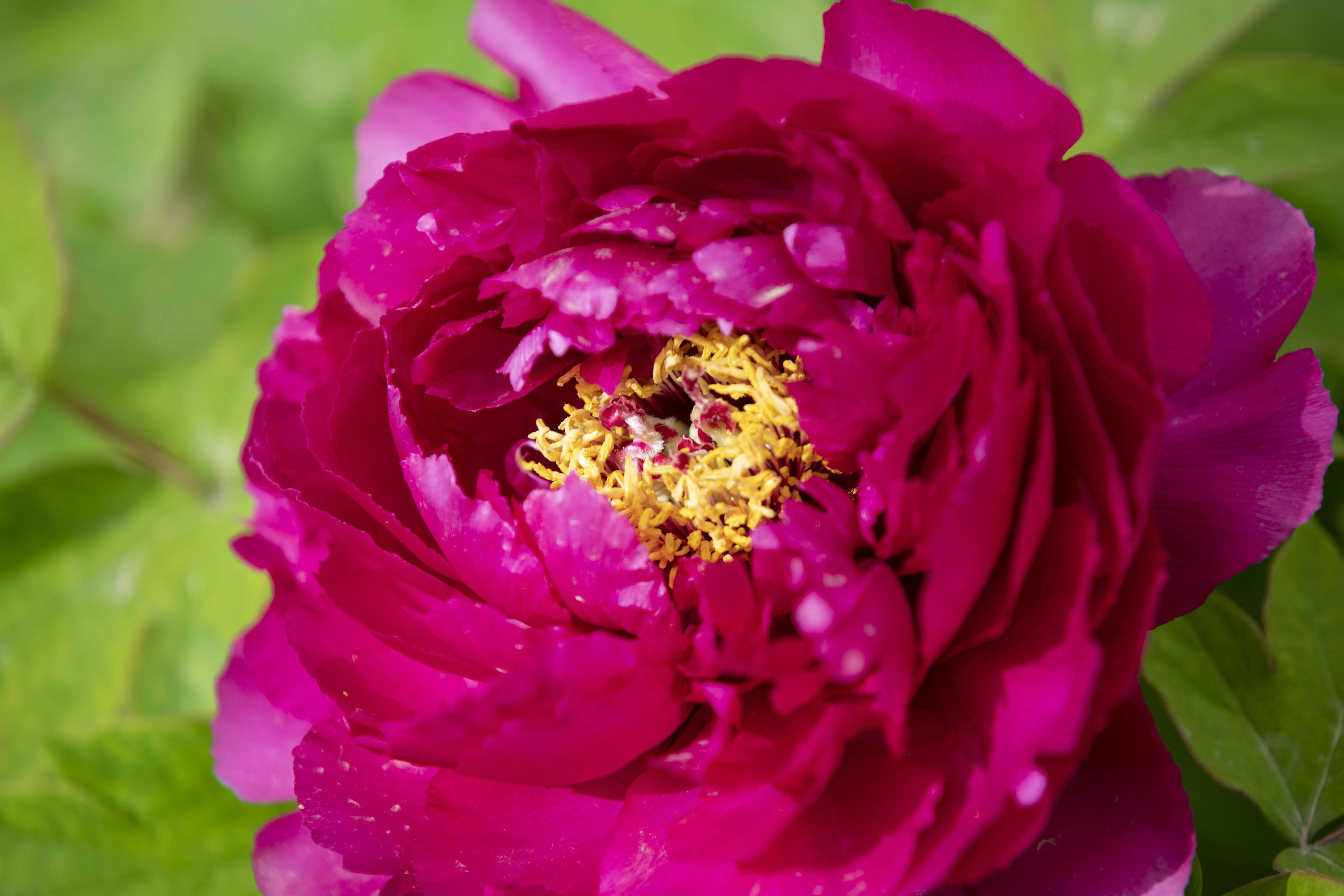 牡丹花开得雍容华贵芳香四溢,牡丹花开雍容华贵视频