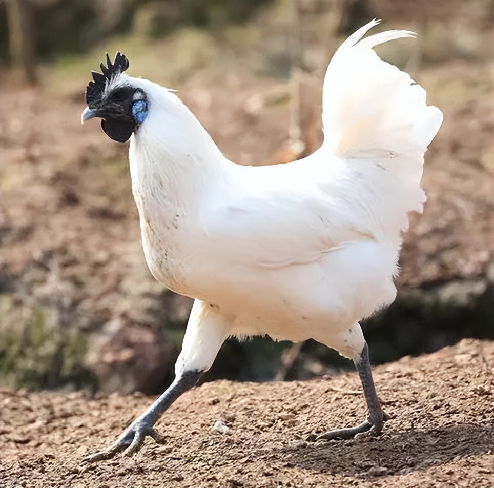 妇科乌鸡白凤丸的功效,乌鸡白凤丸养颜吗
