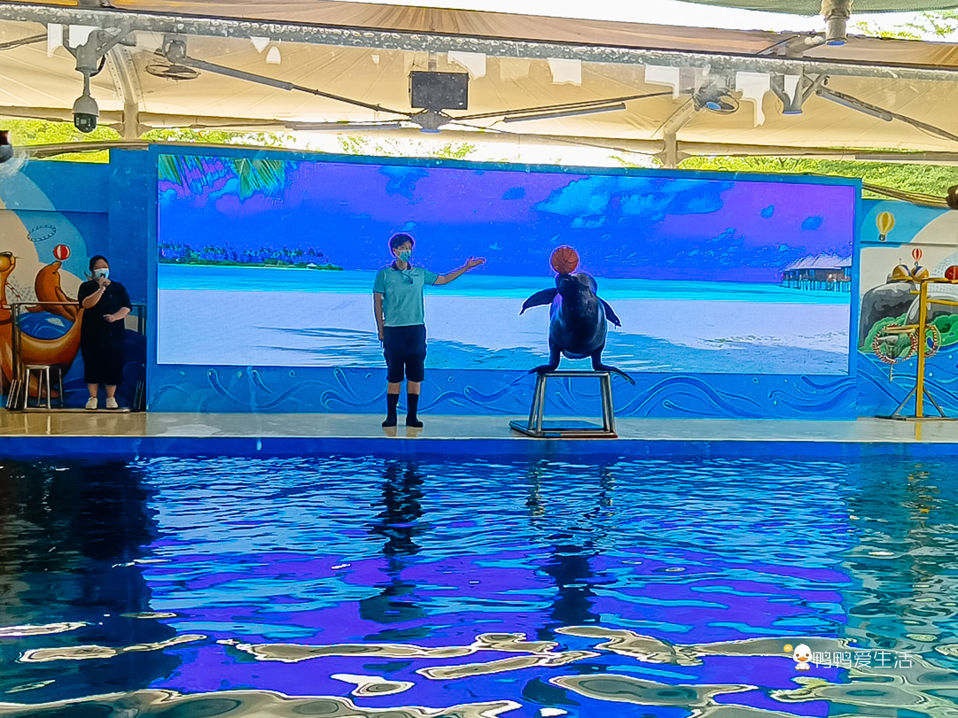 厦门鼓浪屿海底世界的抹香鲸,厦门鼓浪屿亲子旅游攻略