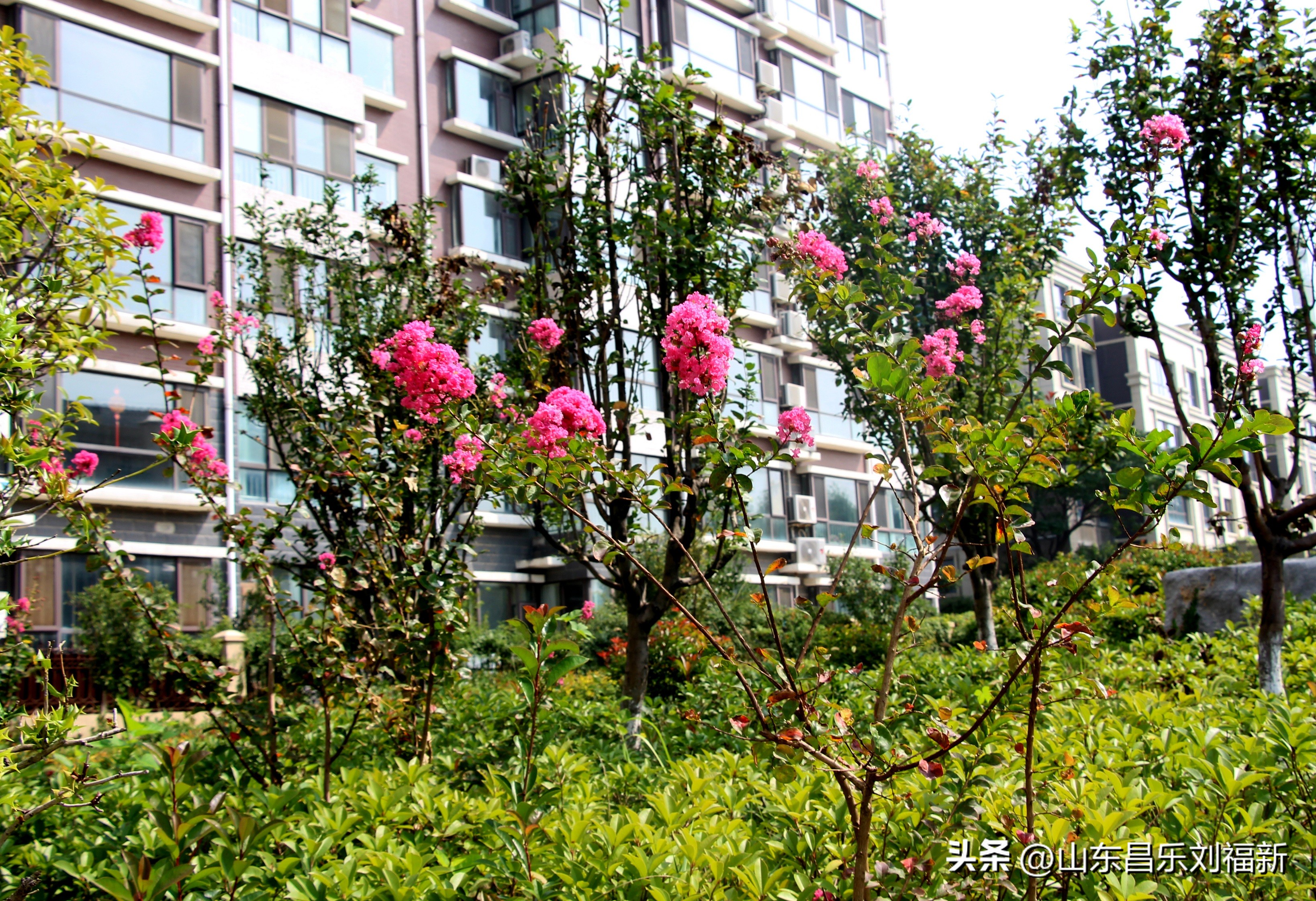 碧水龙庭深圳7栋4单元,顺光风景片拍摄