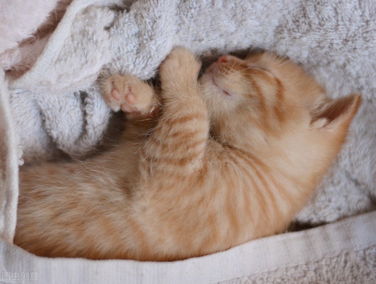 手把手教你治疗传说中无法被治愈的猫瘟