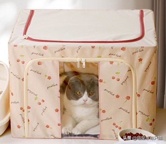 怎样辨别母猫怀孕,如何分辨母猫是否怀孕