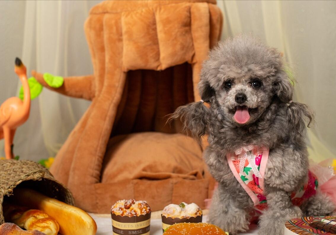 饲养泰迪讲究多,饲养泰迪好方法