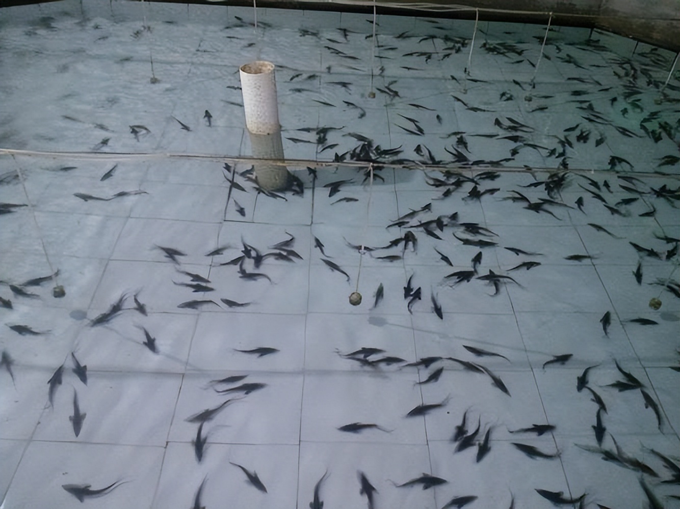 匙吻鲟生活习性,匙吻鲟人工繁殖技术