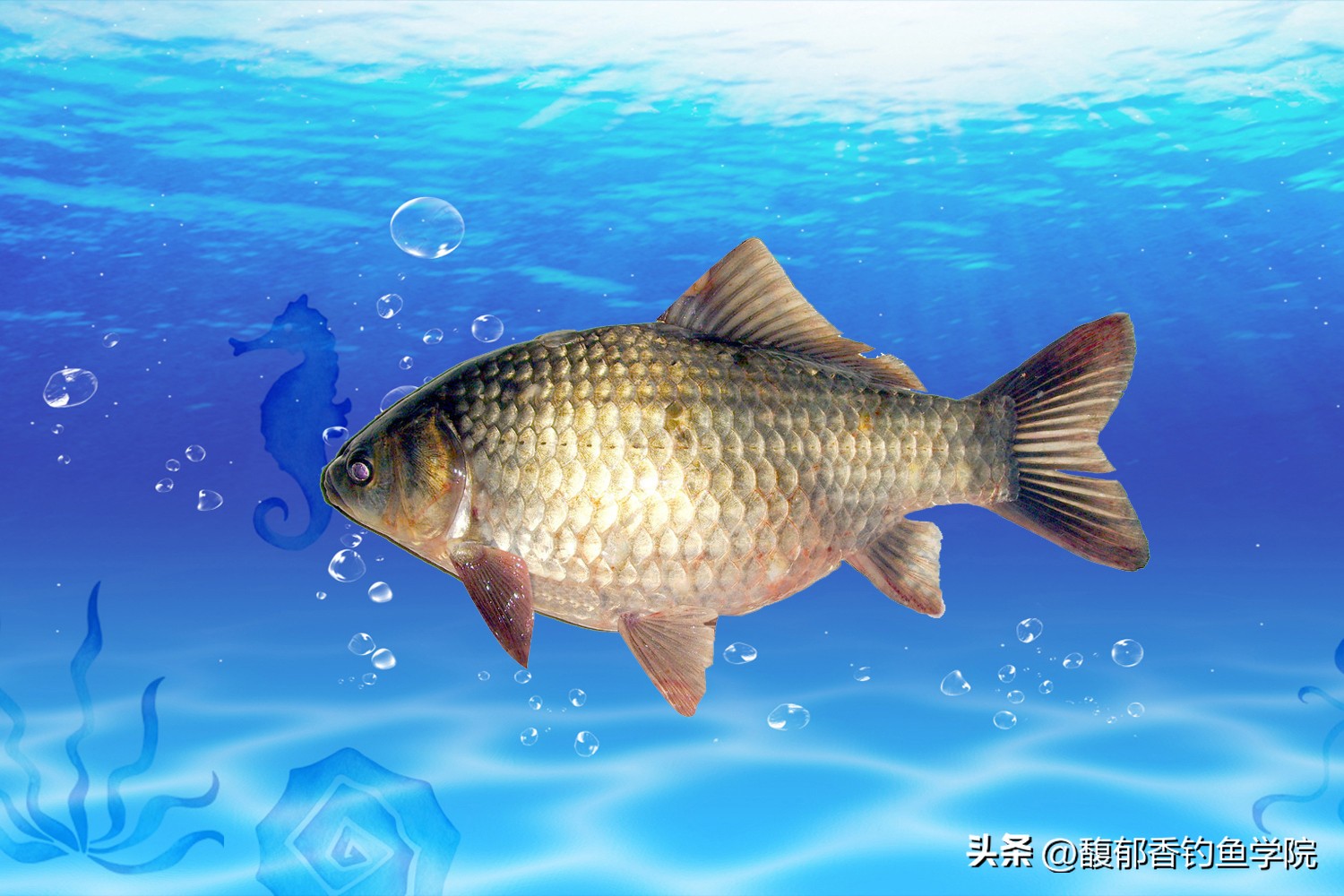 钓鱼技巧怎样才能找到鱼窝,钓鱼找鱼窝技巧教学下午几点去