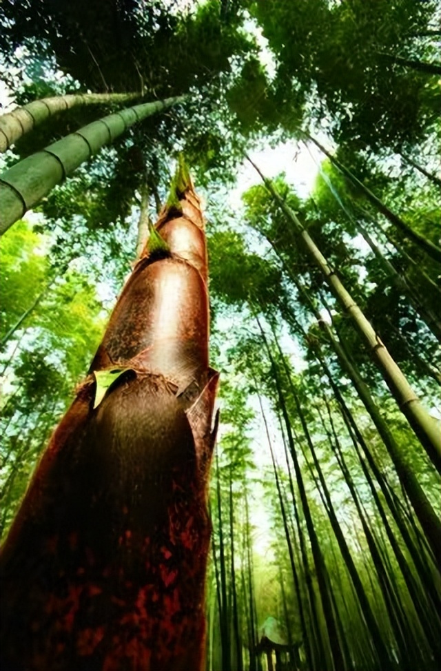 【原创】散文·江南春笋