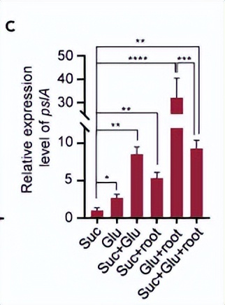 绿脓杆菌如何培养,绿脓杆菌做什么项目培养