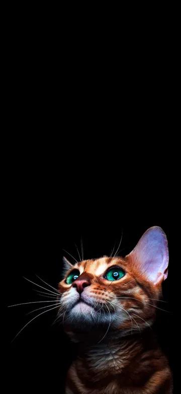 好看的暗黑系手机壁纸,暗黑壁纸手机超清全面屏无水印