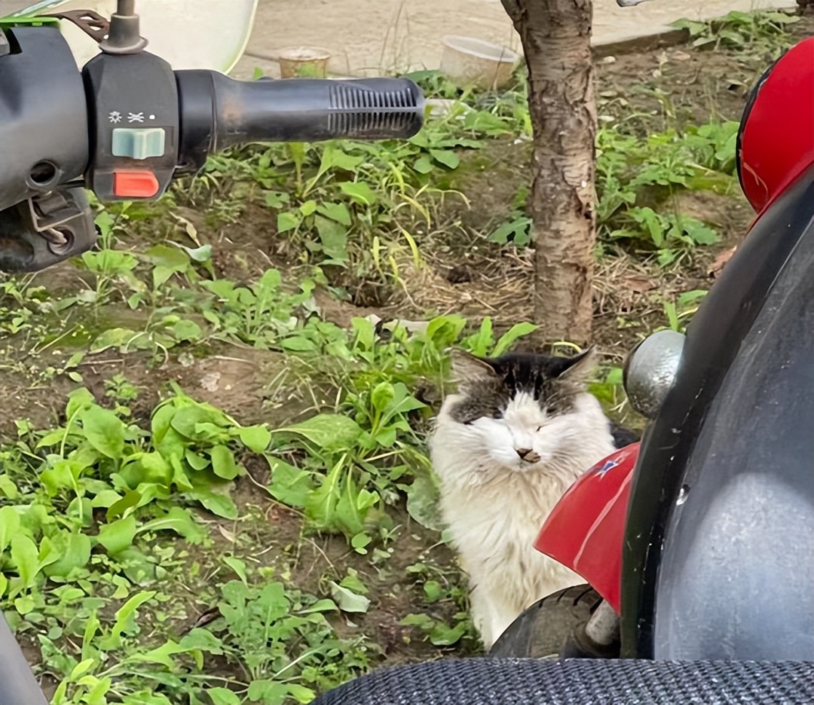 北中医猫,北中医校园