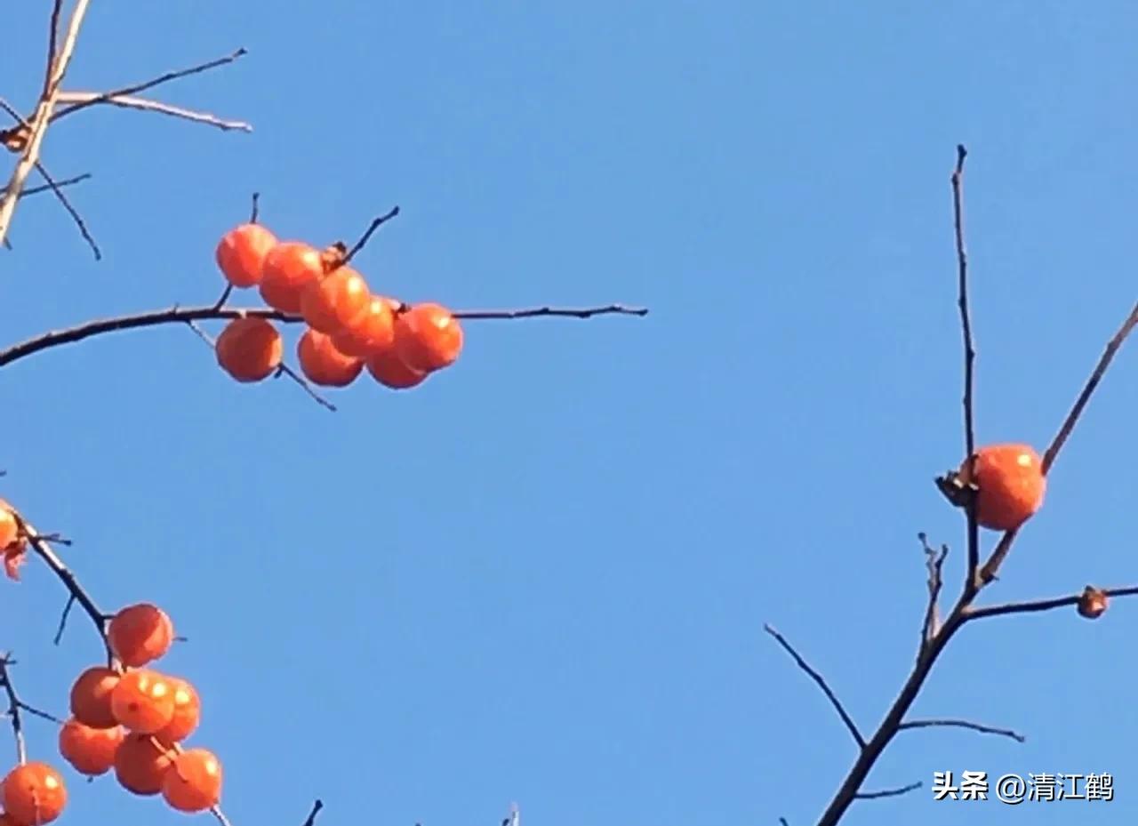 果树清园是先杀虫还是杀菌,果树清园管理方法