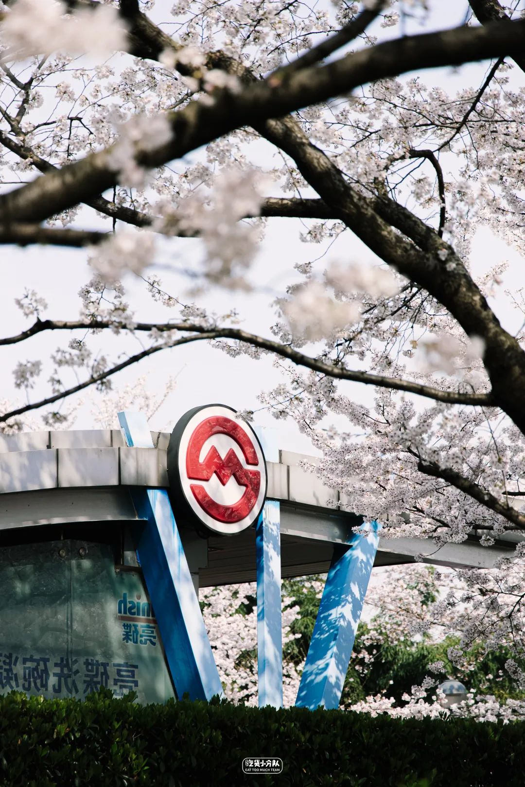 樱花最旺盛的时间,樱花最茂盛的时候是哪个季节