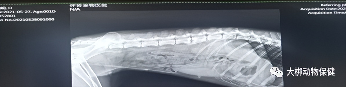 急性胰腺炎疑难病例讨论,狗狗为什么会得急性胰腺炎