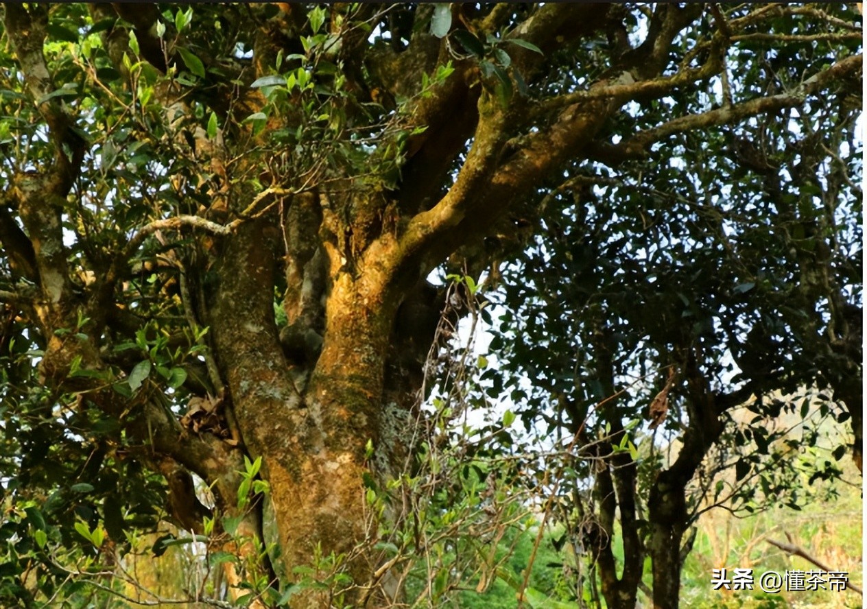 云南省野生古树茶排名第一,云南十大古树茶叶