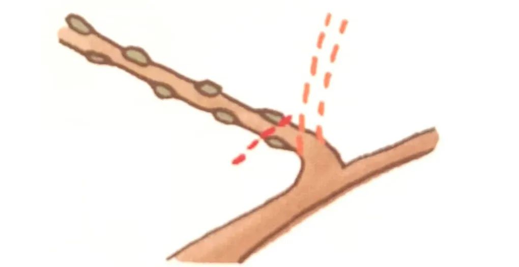 榆树盆景鸡爪枝修剪,映山红盆景花后怎样修剪枝