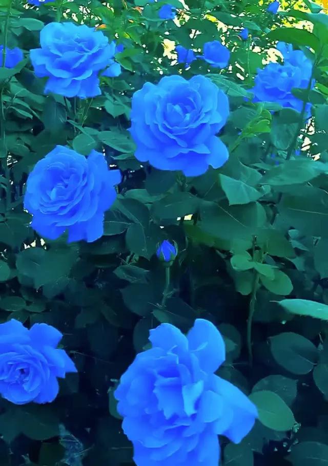 蓝色妖姬代表什么,蓝色妖姬于荣光版